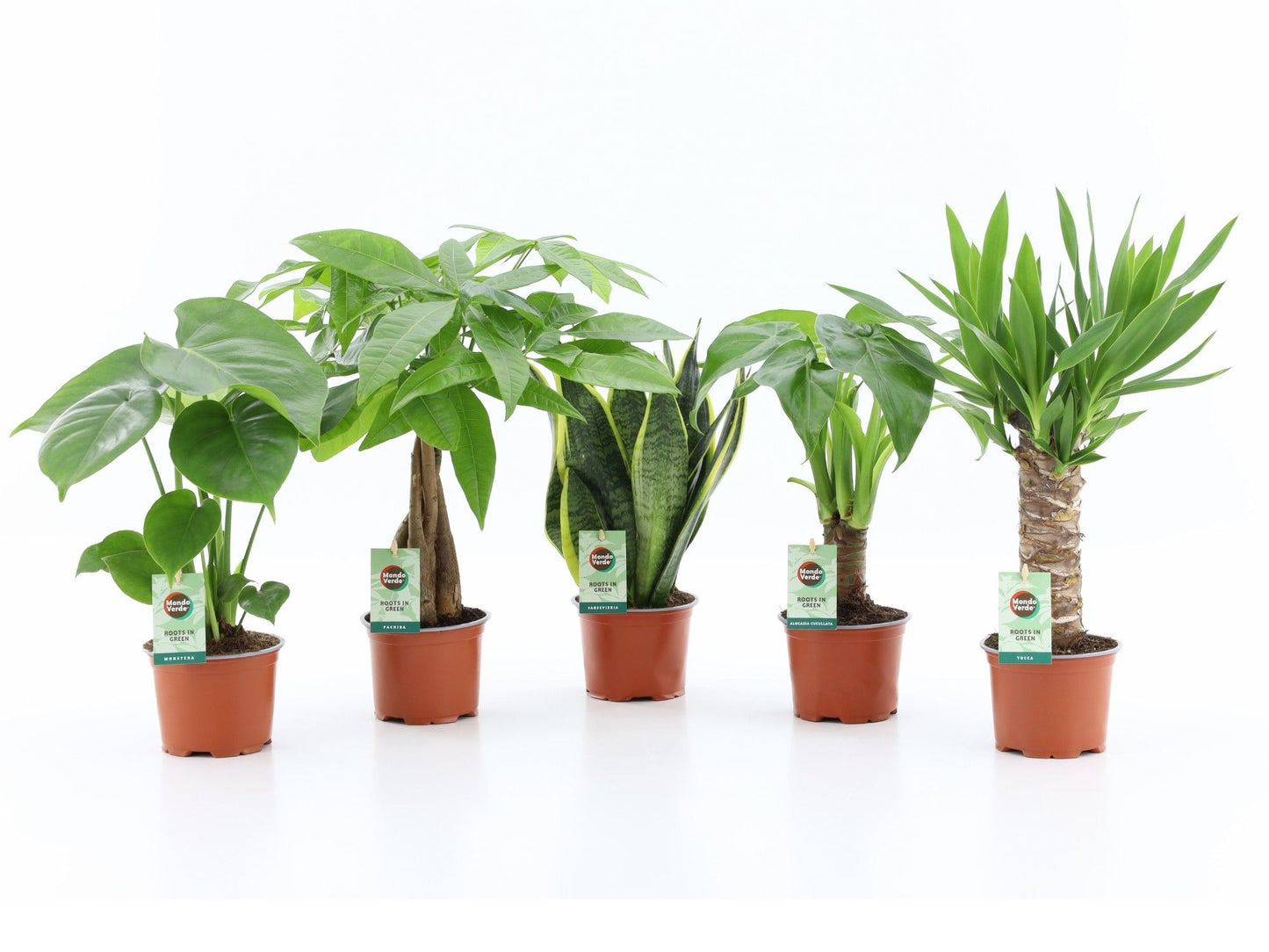 Ov Kamerplanten Gemengd Tropic