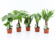 Ov Kamerplanten Gemengd Tropic