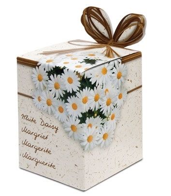 Bloembol Greengifts Margriet (x40)