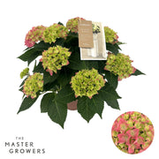 Hydrangea M High Ocean Pink 5+