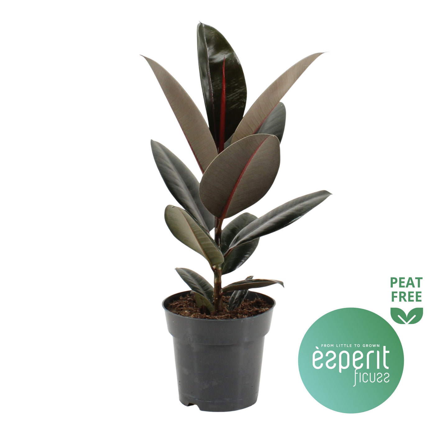 Ficus El Abidjan