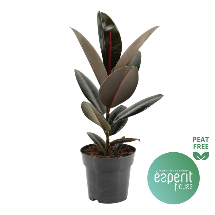 Ficus El Abidjan