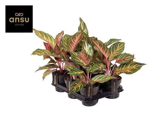 Aglaonema Dreamcatcher