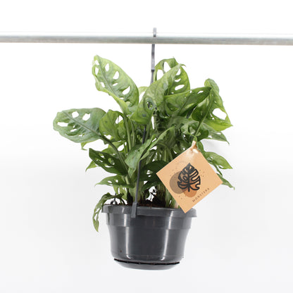 Monstera Ad Monkey Leaf