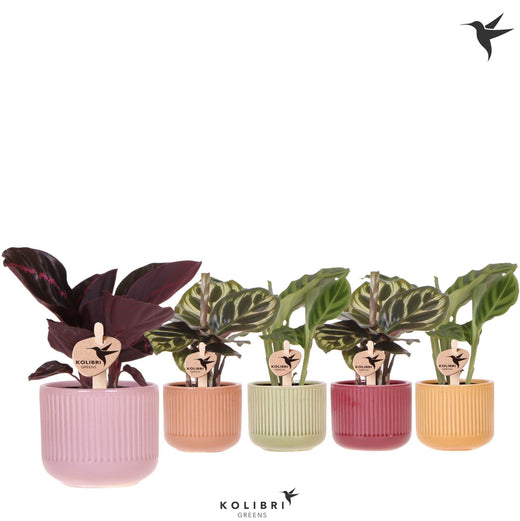 Calathea Gemengd Keramiek Flare