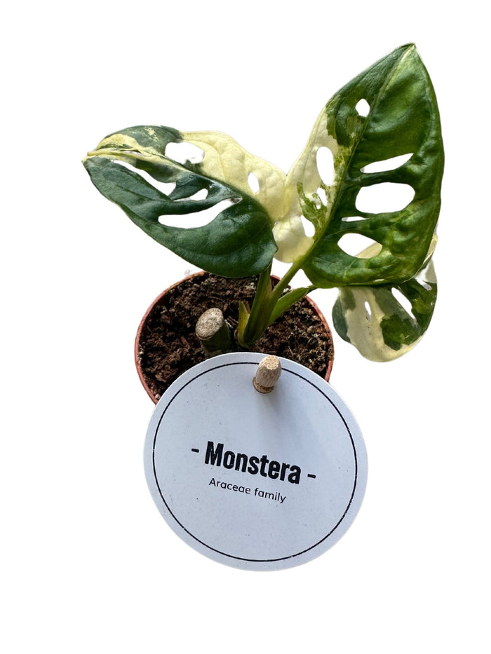 Monstera Adansonii Variegata
