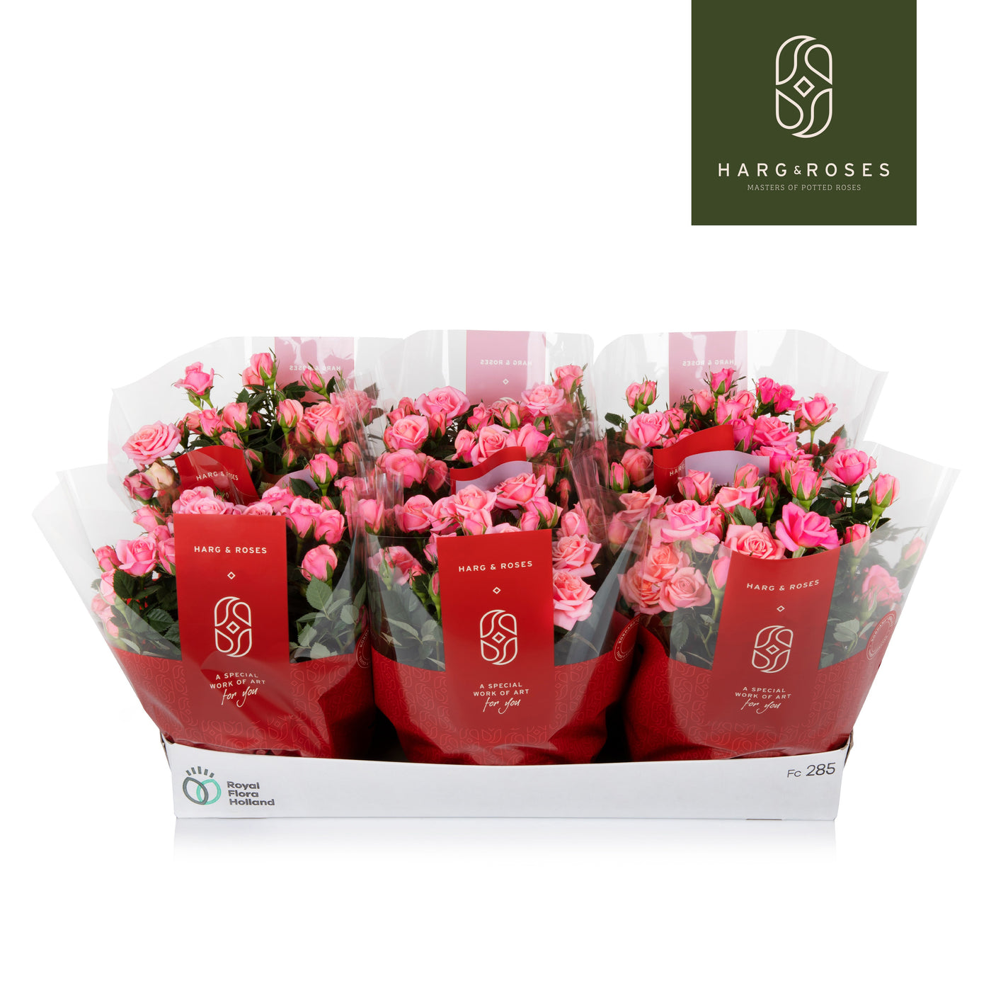 Rose Kordana Flirt