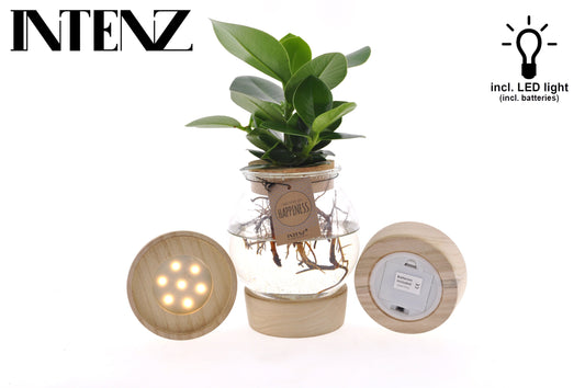 Opm Intenz Clusia Glas Bol + Klikurk + Led