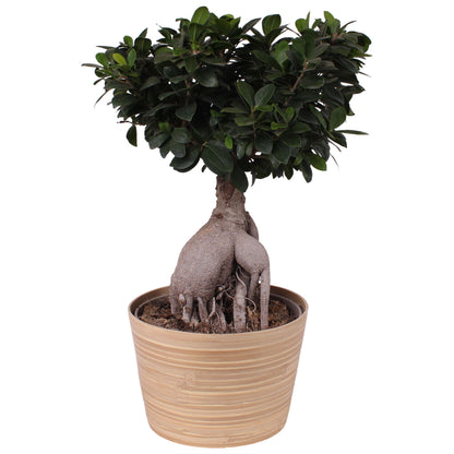 Ficus Mi Ginseng Hout
