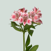 Alstroemeria Panorama