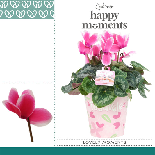 Cyclamen Per Lovely Moments Potcover