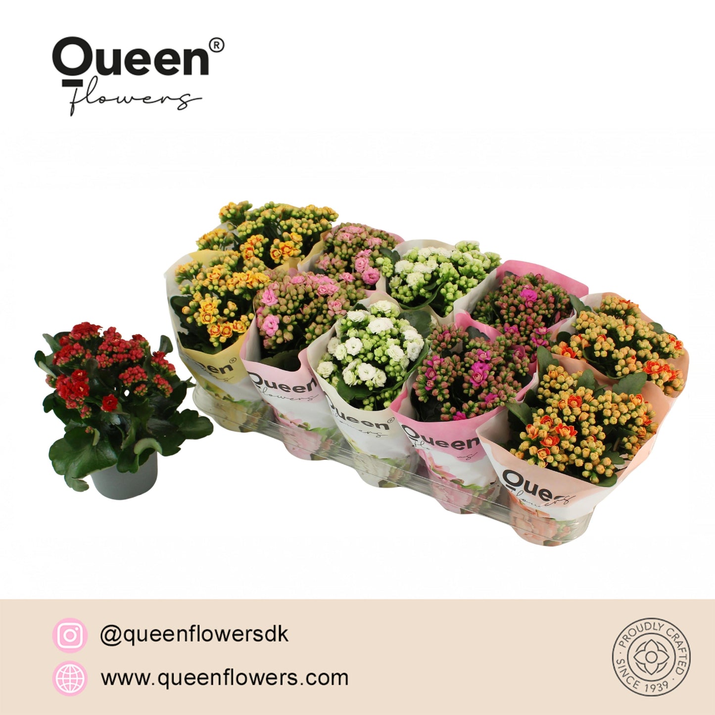 Kalanchoe Mi P12 Queen