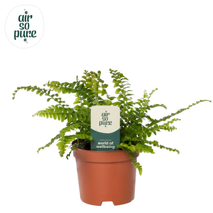 Nephrolepis Green Lady