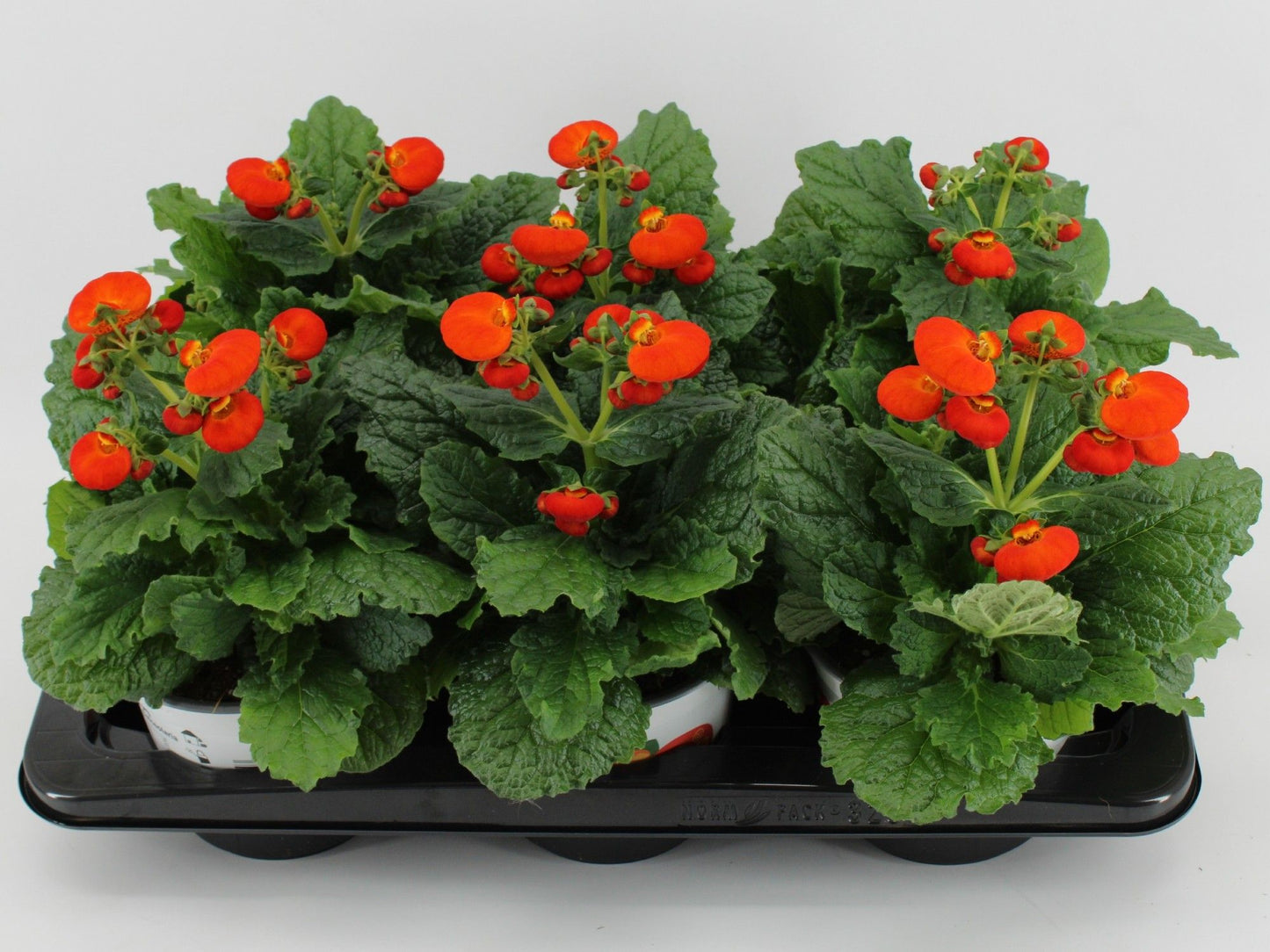 Calceolaria Cal Oranje