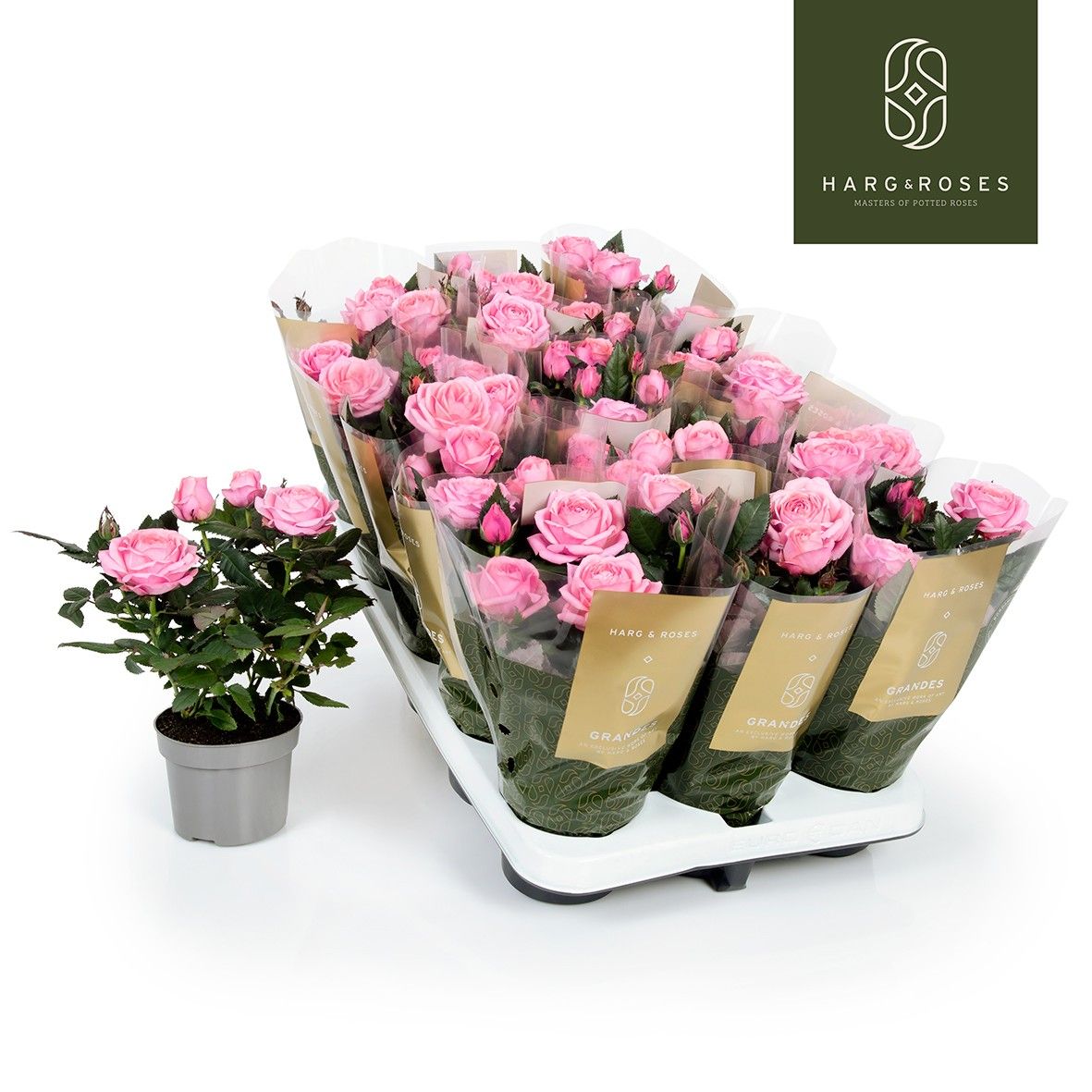 Rose Kordana Grande Adele