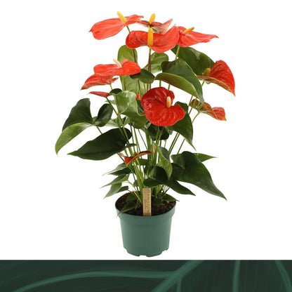 Anthurium An Florida