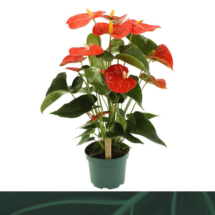 Anthurium An Florida