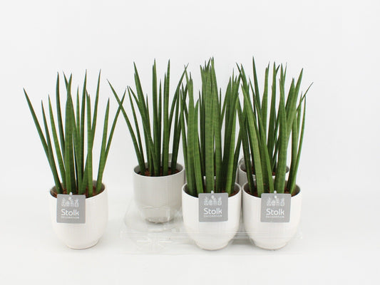 Sans Cyl Keramiek Liv