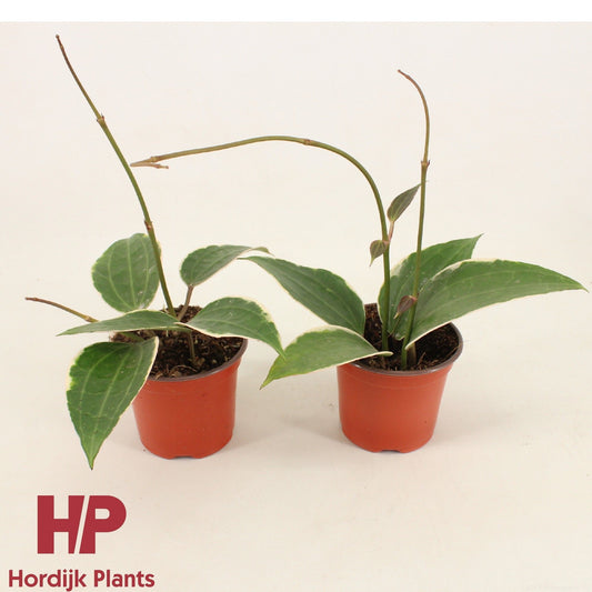 Hoya Latifolia Albomarginata