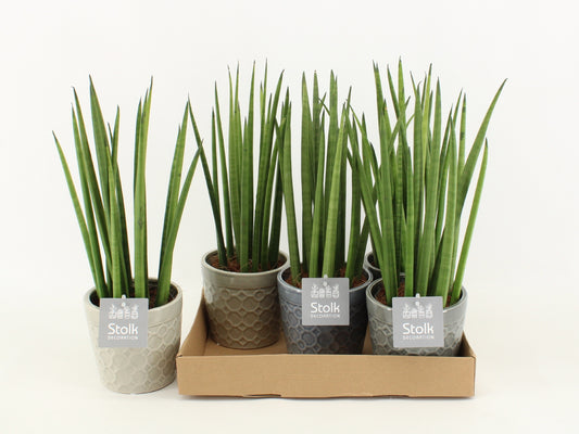 Sans Cyl Keramiek Gaia