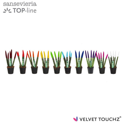 Sans Cyl Velvet Touch Gemengd