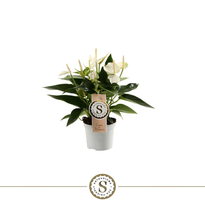 Anthurium St White Champion