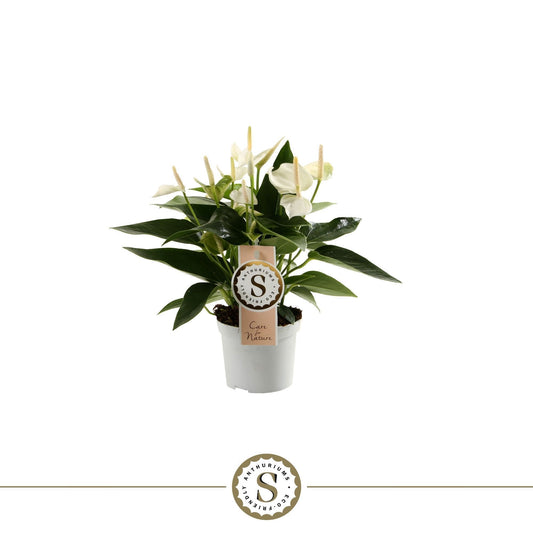 Anthurium St White Champion