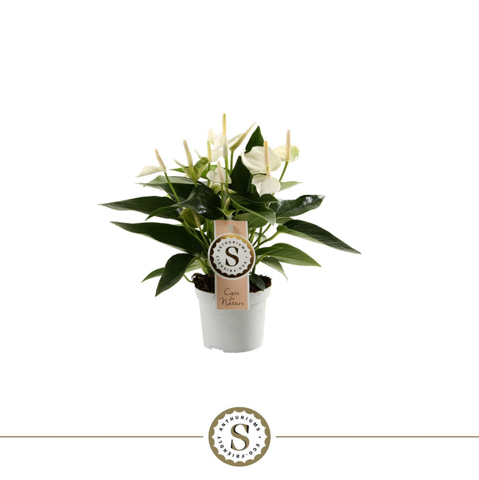 Anthurium St White Champion