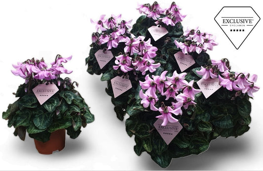Cyclamen Per Ss Petticoat Licht Roze Eclusive