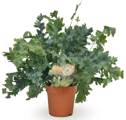 Phlebodium Davana