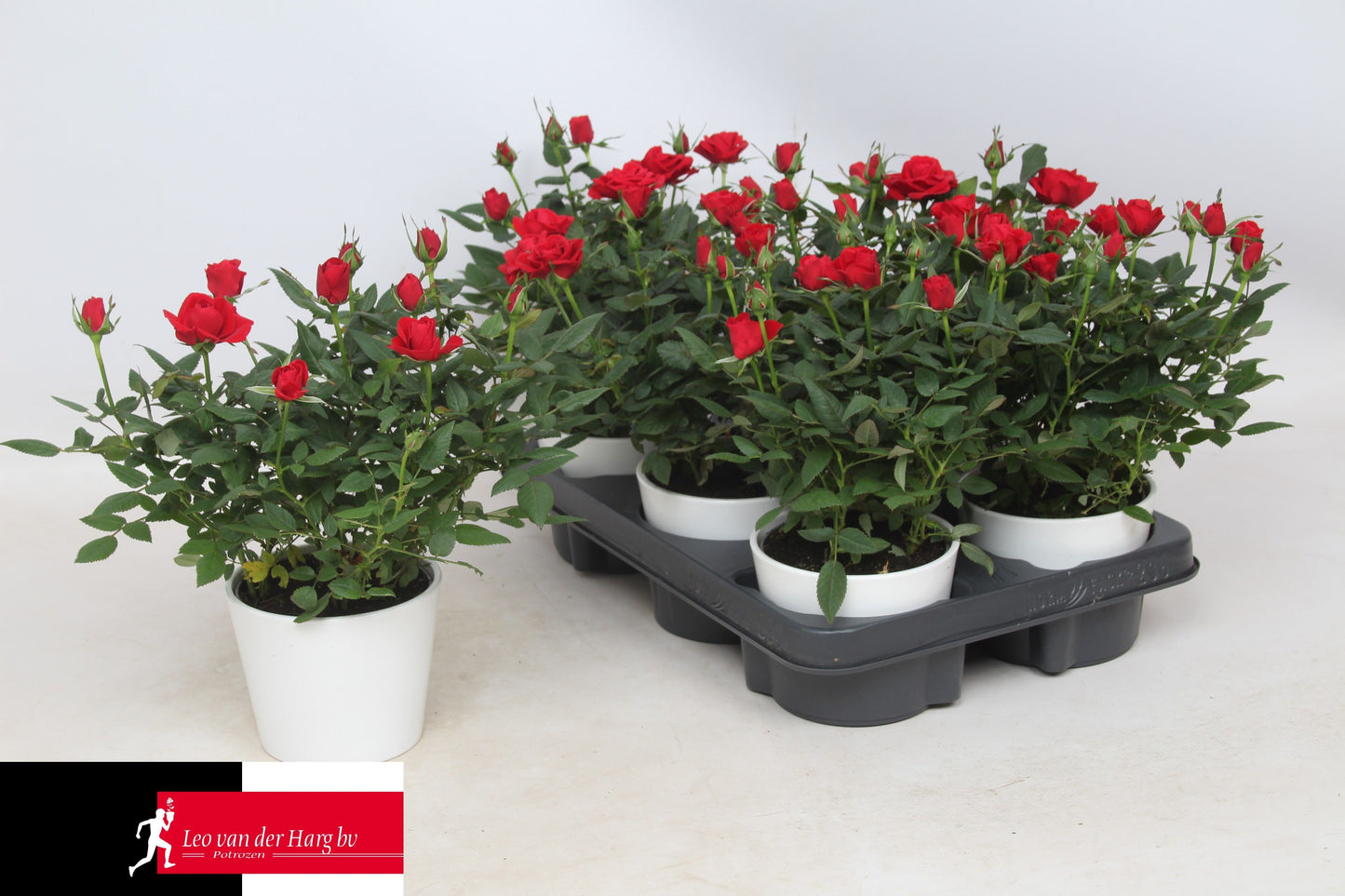 Rose Kordana Apache Keramiek Wit