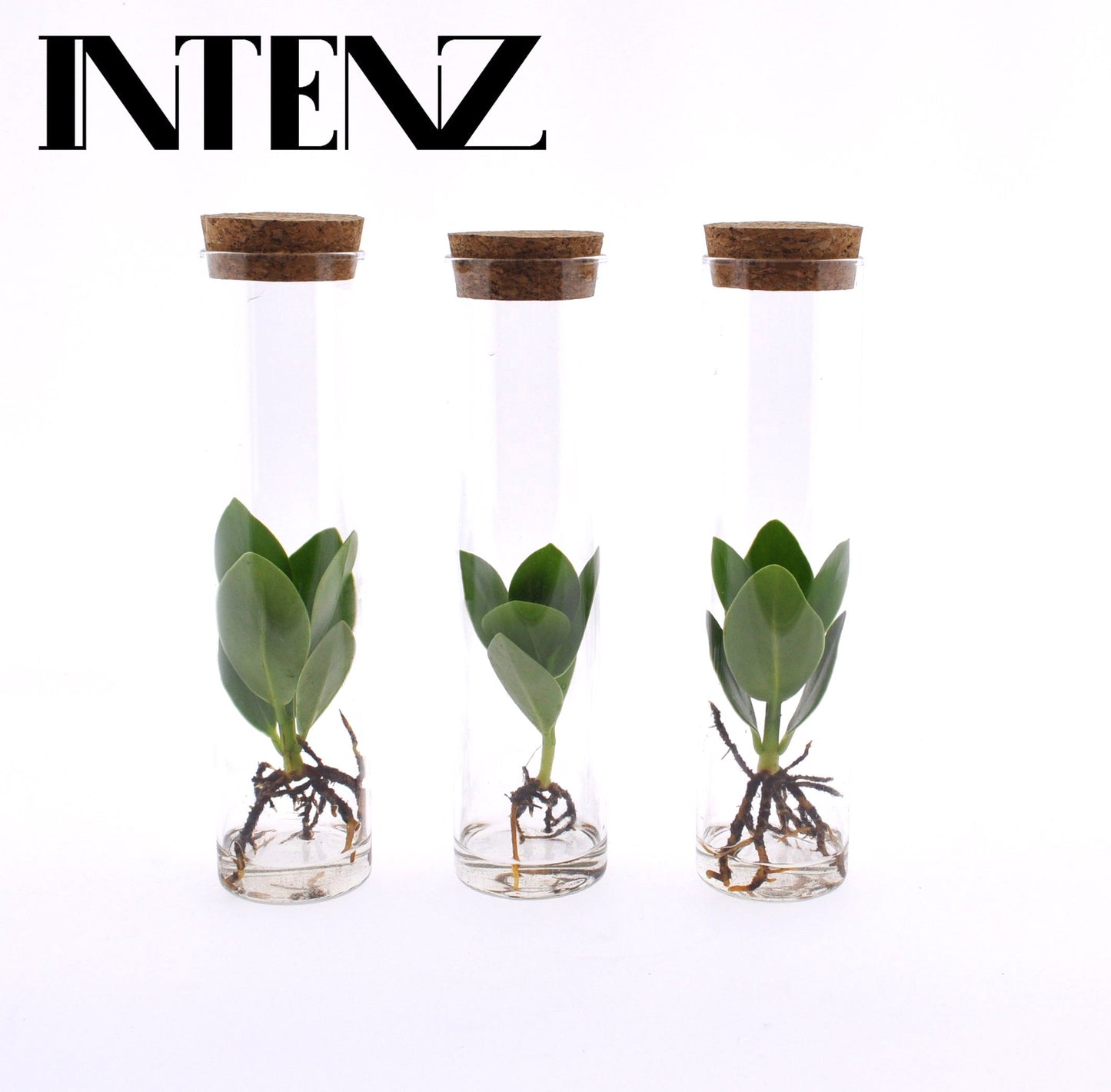 Opm Intenz Clusia Glas Tube