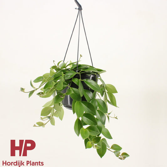 Aeschynanthus Mona Lisa