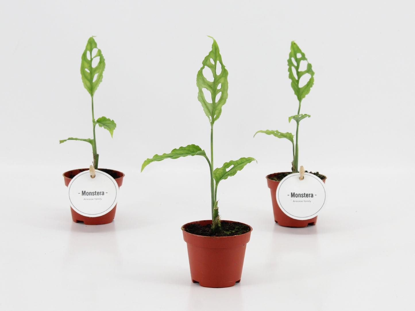 Monstera Oblique Peru