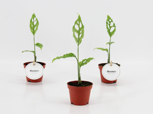 Monstera Oblique Peru