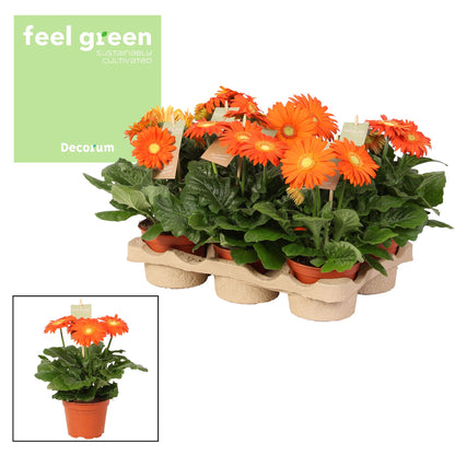 Gerbera Flori Line Oranje