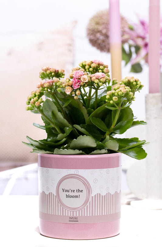 Kalanchoe Gev Roze Keramiek You're The Bloom