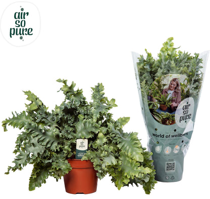 Phlebodium Davana