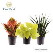 Ov Kamerplanten Gemengd Festival