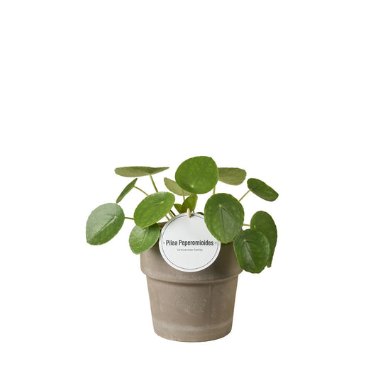 Pilea Peperomioides Terracotta Grijs