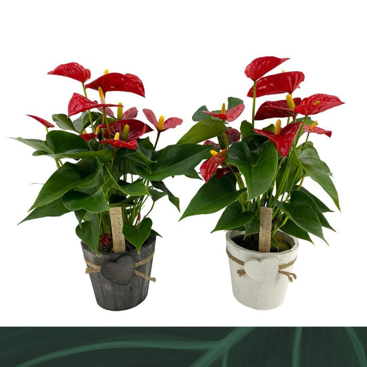 Anthurium An Aristo Hout Hartpot