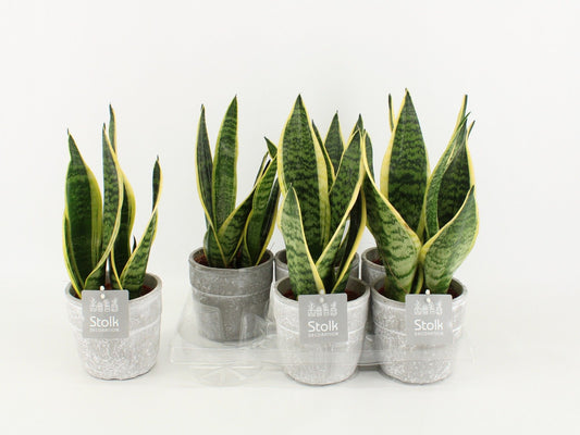 Sans Tri Futura Superba Keramiek Stone