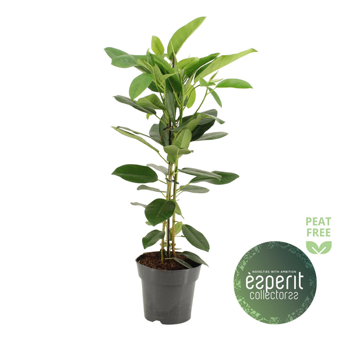 Ficus Mi Fuji