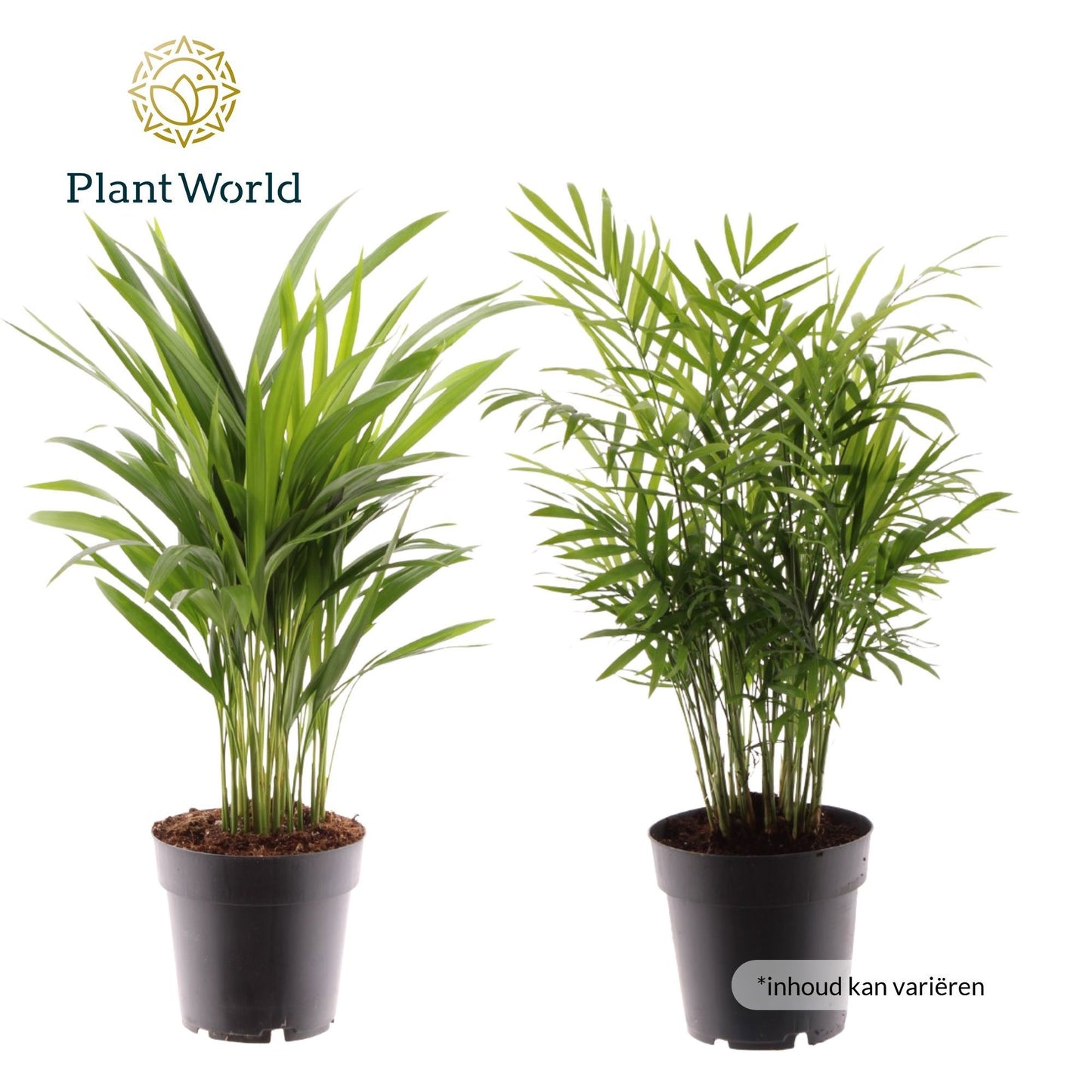 Ov Palmen Gemengd Xl