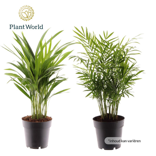 Ov Palmen Gemengd Xl