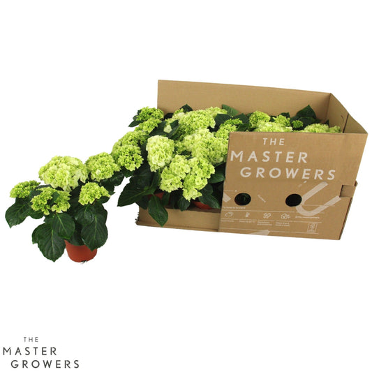 Hydrangea M Snowy White 3+
