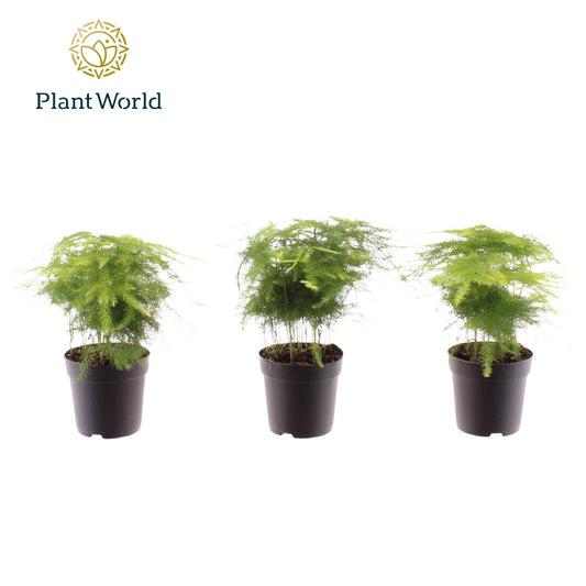 Asparagus Set Plumosus