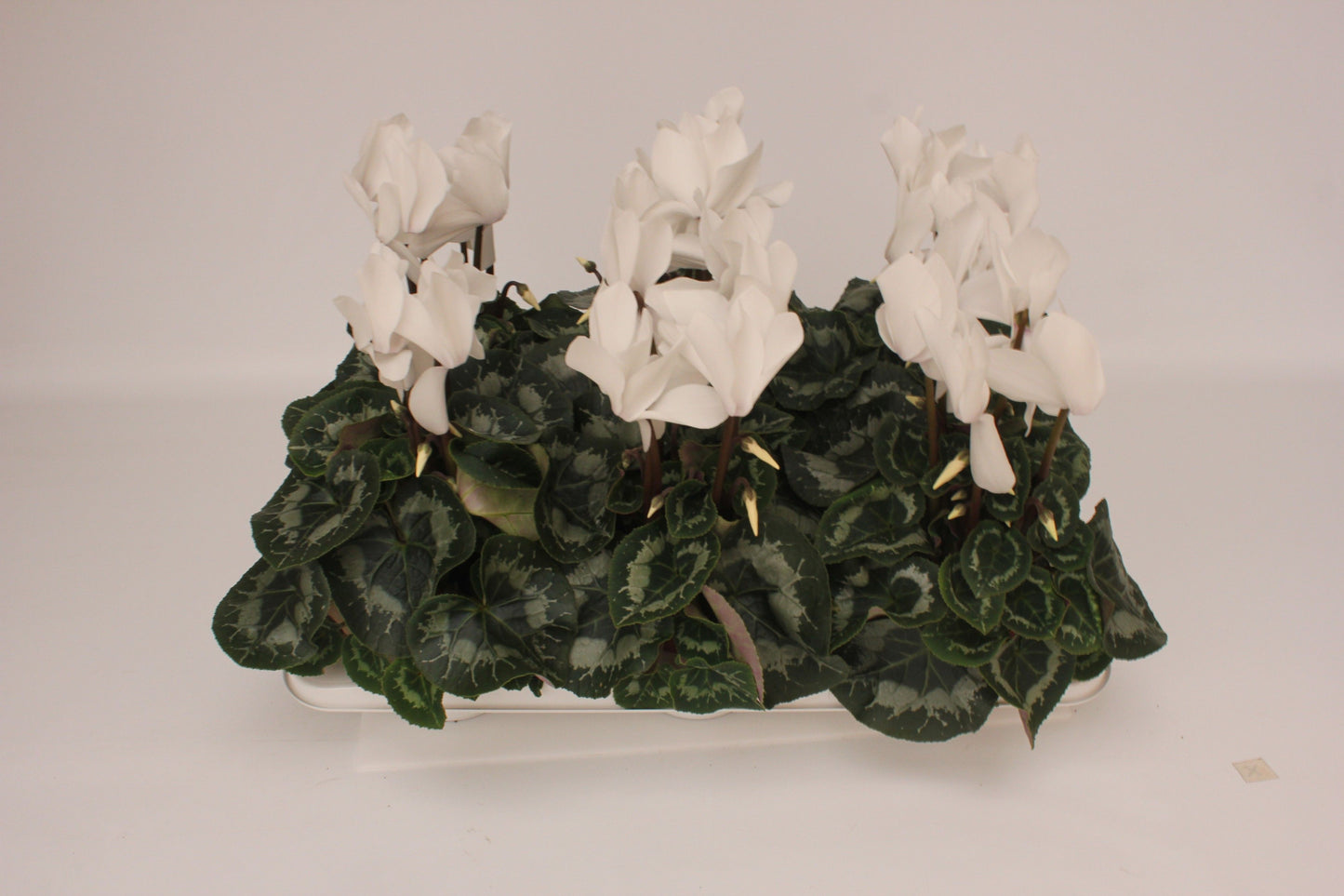 Cyclamen Per Ss VintRose White