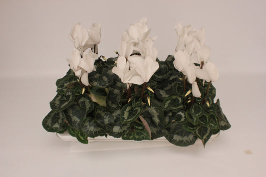 Cyclamen Per Ss VintRose White