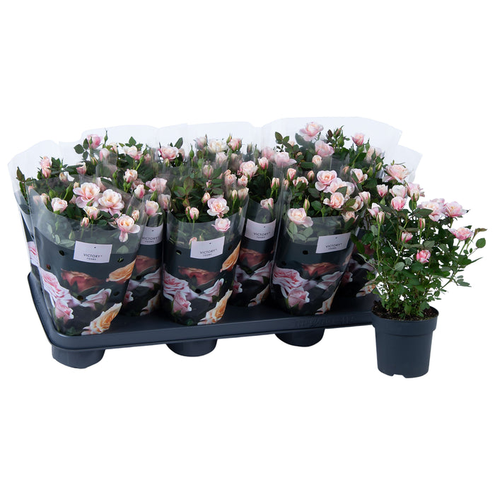 Rose Special Piia